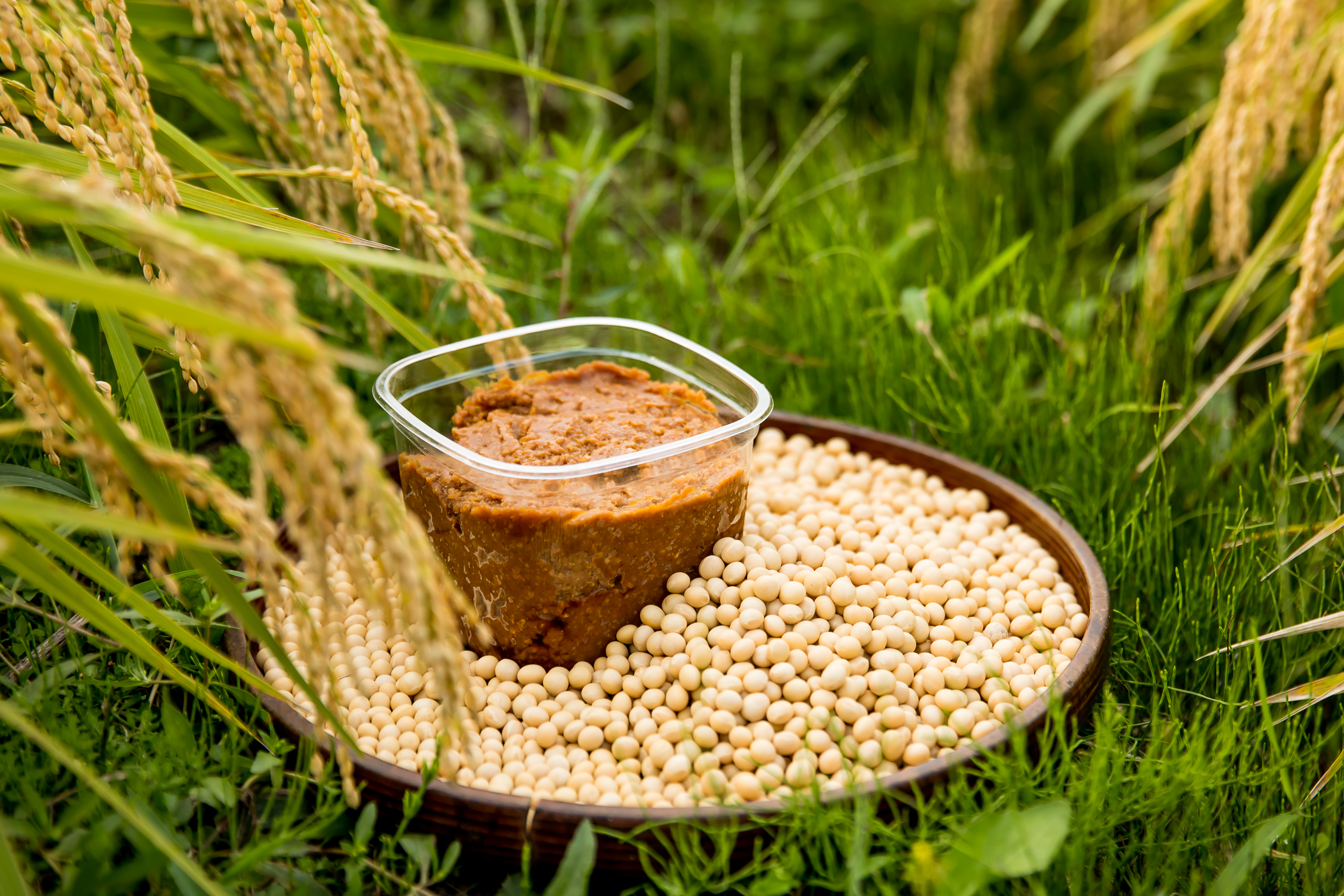 味噌づくりポイント